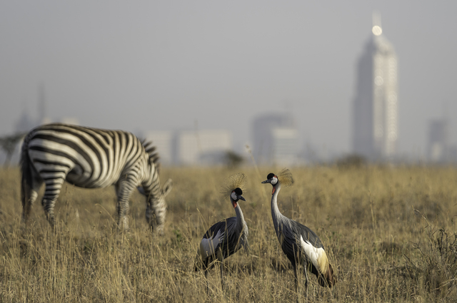 Giraffes And Cranes Close To Nairobi in Kenya 