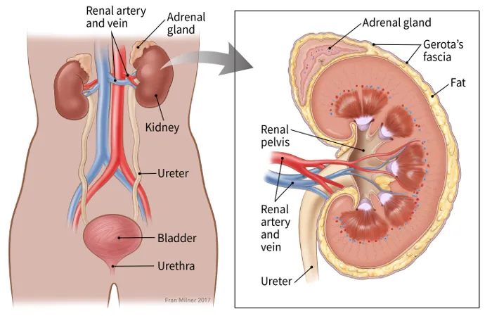 Kidney Cancer